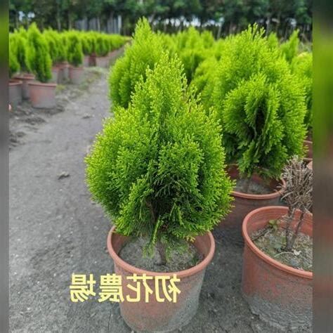 全日照植物 西曬|【全日照植物西曬】全日照植物西曬：6種耐曬觀賞花卉，讓陽台。